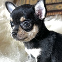 Sasha - Black and tan female Chihuahua puppy in Corpus Christi, Texas from Doubletake Chihuahuas