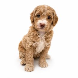 Sawyer Brooks - Cream male Goldendoodle puppy in Valdosta, Georgia from Designer Doodles of South GA