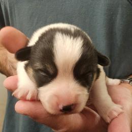 Winston - Black and tan male Pembroke Welsh Corgi puppy in Castle Rock, Washington from Heckman Corgis
