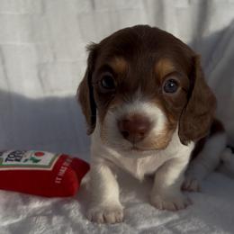 Dachshund Puppies from WienerDoxieQuad