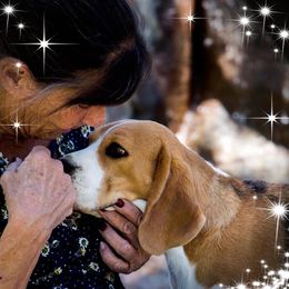 Beagles from Diamond Beagles
