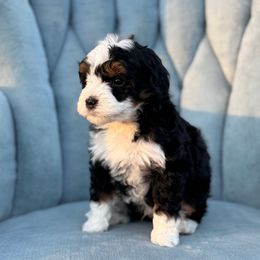 Ruger - Bernedoodle