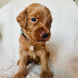 Blue - male Golden Mountain Doodle puppy in Leander, Texas from Olive Grove Doodles