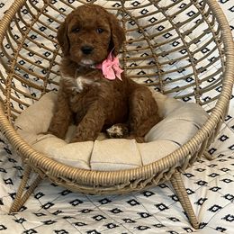 Pink Collar Female - Red  female Goldendoodle puppy in Bradenton, Florida from Suncoast Goldendoodles