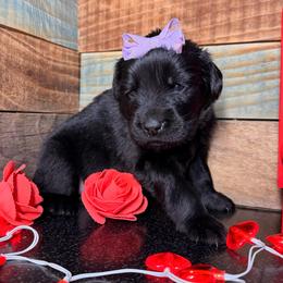 Lavender - Black female Newfoundland puppy in Tully, New York from Bear Paw Newfoundlands