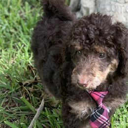 Bernedoodles, Dachshunds, and Poodles from Chocolate Pet Connection