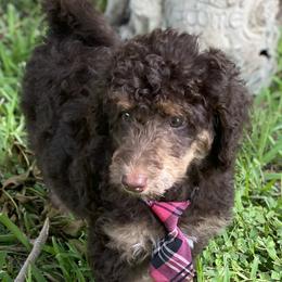 Bernedoodles, Dachshunds, and Poodles from Chocolate Pet Connection