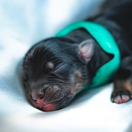 Australian Shepherd, Miniature Australian Shepherd, and Toy Australian Shepherd Puppies from Salty LeBlanc Aussies