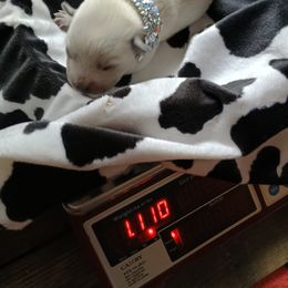 Australian Cattle Dog Puppies from Kurczak Farm LLC