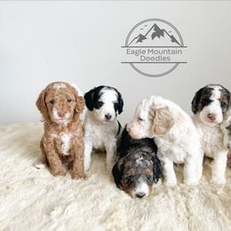Goldendoodle Puppies from Eagle Mountain Doodles