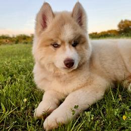 Pomsky and Siberian Husky Puppies from A-Dream Pomsky Kennel