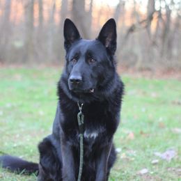 Fuhrer Vom Hugel - Black male German Shepherd puppy in Lucasville, Ohio from Trusting Hearts Kennel