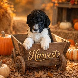 Harvest - Black and white male Bernedoodle puppy in Julian, Pennsylvania from Happy Valley Doodles