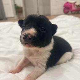 Jake - Black and white male Border Collie puppy in Taylor, Arizona from Vowell Farm Border Collies