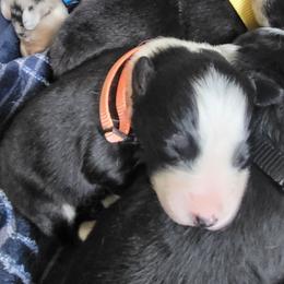 Orange collar- tri color - Black tri-color female Australian Shepherd puppy in Geneva, Florida from TGIF Doxies