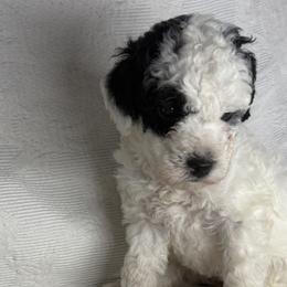 Miniature Australian Shepherds and Poodles from KE of Misty Meadows