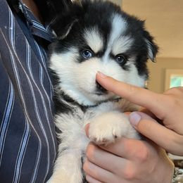 Ethel (I love Lucy theme ) - Black and white female Pomsky puppy in Rathdrum, Idaho from Smart Pomskies and Frenchies