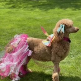 Duchess  - Poodle