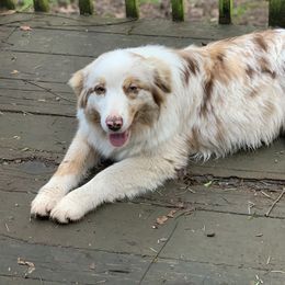 Sunshine - Australian Shepherd