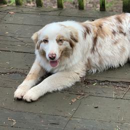 Sunshine - Australian Shepherd
