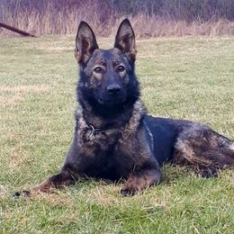 Extra Tenebris Bohemia - German Shepherd