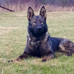 Extra Tenebris Bohemia - German Shepherd