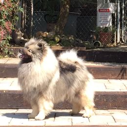 Keeshond Puppies from Windrift
