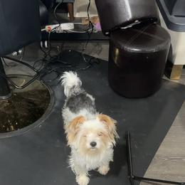 Boston - Yorkshire Terrier