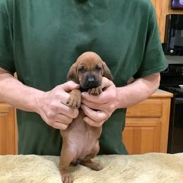 Mss Hot Pink - Red female Redbone Coonhound puppy in Madisonville, Tennessee from Blackstone Valley Hounds