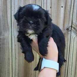 Ringo Starr - Blue Collar - Black and white male Shih Tzu puppy in Wymore, Nebraska from RVK Bulldogs & Shih-Tzus