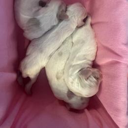 Cocker Spaniel Puppies from Little Creek Cocker Spaniels