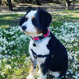 Bailey - Bernedoodle
