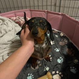 Hazel - Dachshund