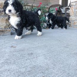 Bernedoodle Puppies from Baldridge Bernedoodles
