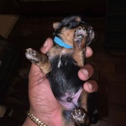 Rocky - Silver black and tan male Silky Terrier puppy in City Of Orange, New Jersey from Fur-Ever Friends