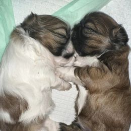 Shih Tzus from Kara’s Shih Tzu Kuties