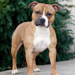 Staffordshire Bull Terrier All Grown Up from Moonstruck Staffords