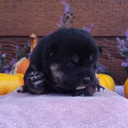 Hunter - Black and tan male Shiba Inu puppy in Clayton, Illinois from Adorable-Puppies