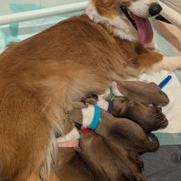 Boy 1 - White and red male Pembroke Welsh Corgi puppy in Milton, Florida from Milton Corgis