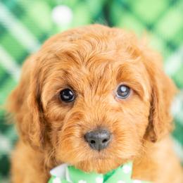 Rory - Red male Cavapoo puppy in Erda, Utah from Country Lane Doodles
