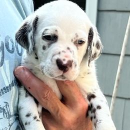 Boy 1 - White and black Dalmatian puppy in New York from 4 AM Dalmatians
