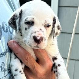 Boy 1 - White and black Dalmatian puppy in New York from 4 AM Dalmatians