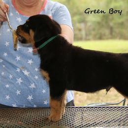 Rottweiler Puppies from Darkstarr Rottweilers