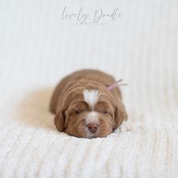 Lavender Collar Girl - Caramel red female Australian Labradoodle puppy in Thousand Oaks, California from Lovely Doodle Lane