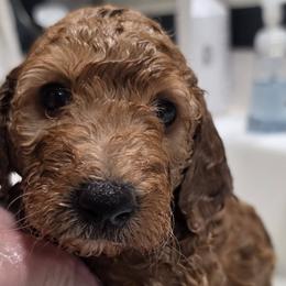 Goldendoodles from Elevated Goldendoodles