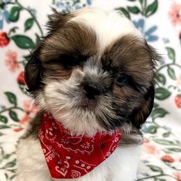 John - Gold and white male Shih Tzu puppy in Hemet, California from Aloha Shih Tzu