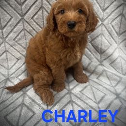 Charley - Apricot male Goldendoodle puppy in Fairfield, Ohio from McMoniDoodles
