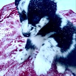 Harold - Blue merle male Australian Shepherd puppy in Marshfield, Vermont from Discovery Hill Australian Shepherds