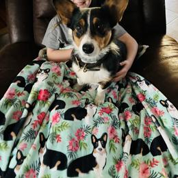 Pembroke Welsh Corgi Puppies from Trowbridge Corgis