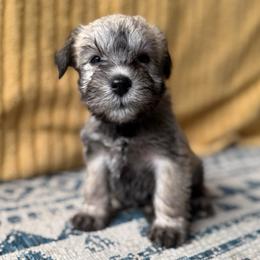 Nate - White male Miniature Schnauzer puppy in La Mirada, California from SchnauzersRus